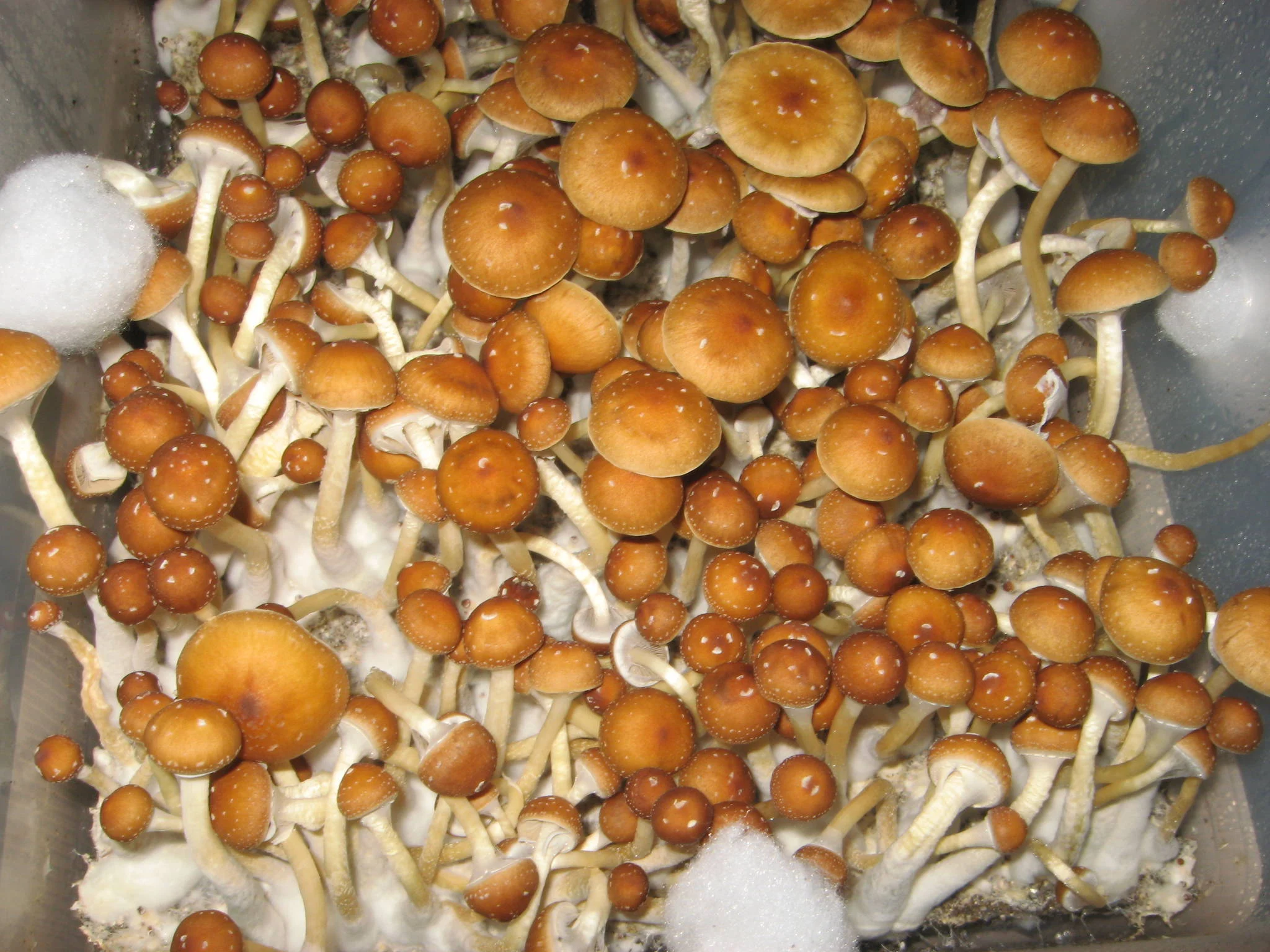 Golden Teacher Pinning: From Spores To Flush, Expert Tips - tfayyxc
