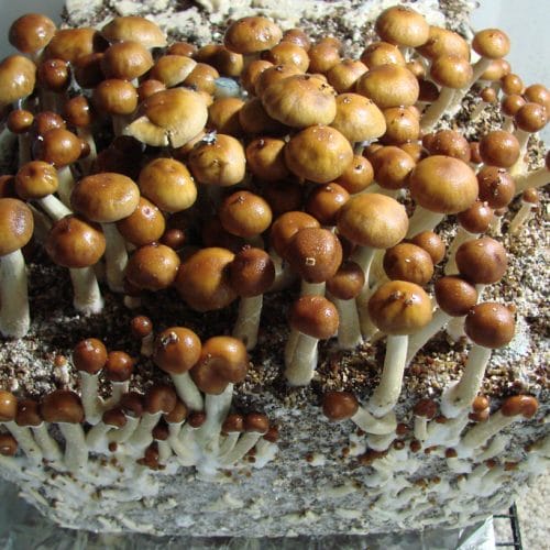 Mazapatec Cubensis Mushroom Spore Syringe