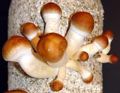 Brazil Cubensis Mushroom Spore Syringe