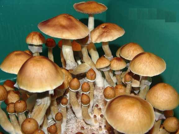 Cambodia Psilocybe Cubensis Mushroom Strain.