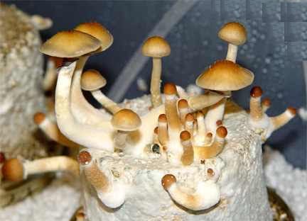 Treasure Coast Cubensis Mushroom Spore Syringe