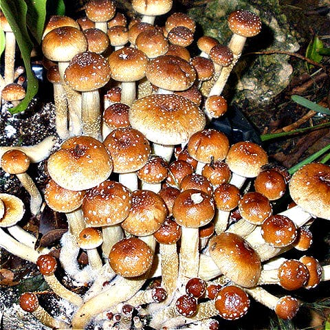 creepers-mushroom-spores