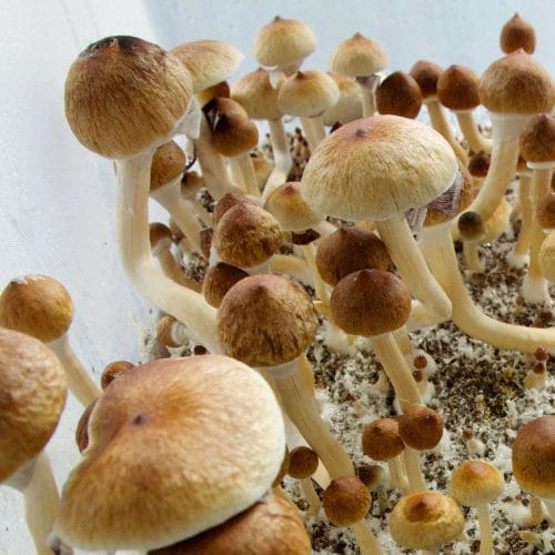ecuadorian-mushroom-spores