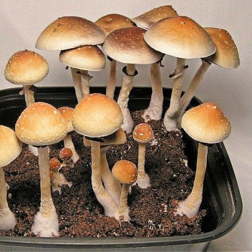 guadalajara-mushroom-spores