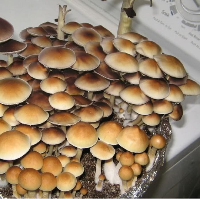 mexi-cube-cubensis-mushroom-spores