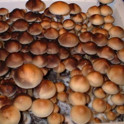 Mushroom-Spores