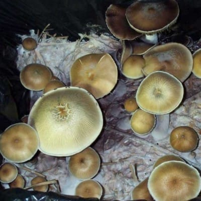 Maui Platinum Mushroom Spore Syringe