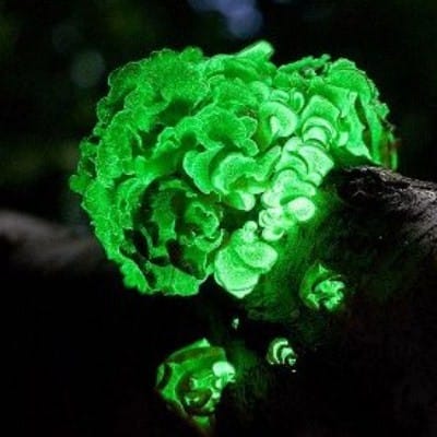 Bioluminescent Mushroom Spore