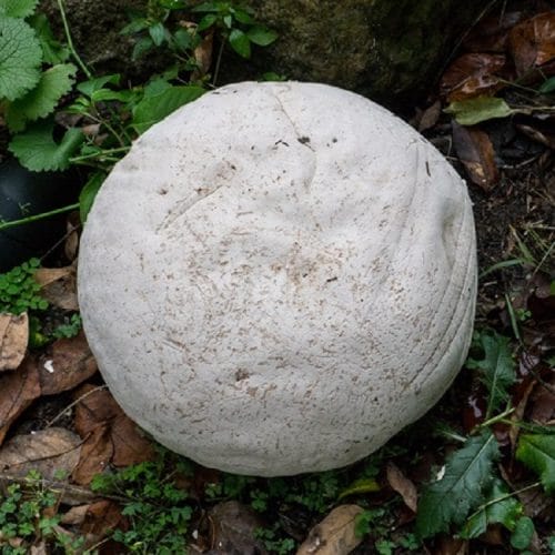 giant-puffball-mushrooms