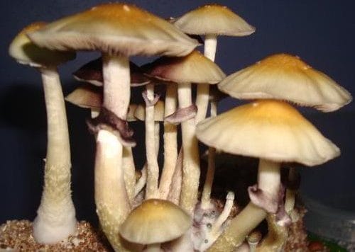 Corumba Cubensis Mushroom Spore Syringe
