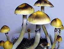 Huautla Cubensis Mushroom Spore Syringe