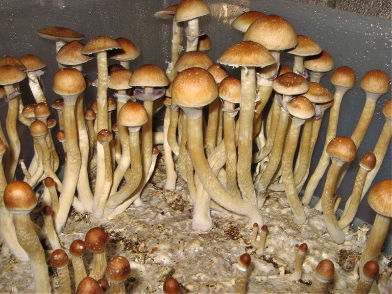 Psilocybe cubensis Burma Mushroom Spores | Premium Spores