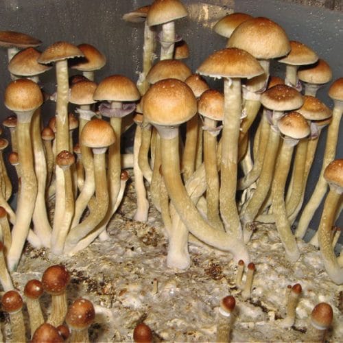 burma-mushroom-spores