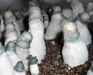 Albino Penis Envy Mushroom Spores
