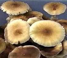 Orissa Cubensis Mushroom Spore Syringe