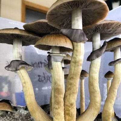 Z-Strain Cubensis Magic Mushrooms