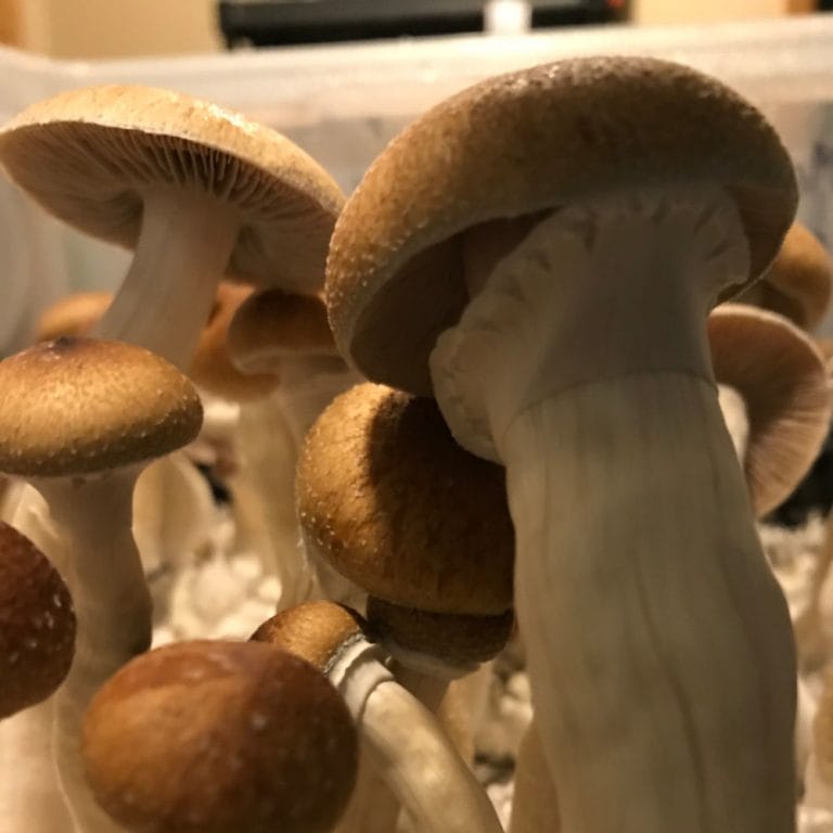 Premium Spores | Psilocybe Cubensis Mushroom Spores