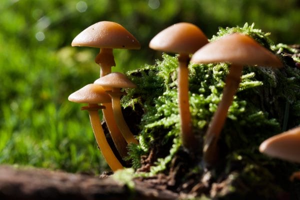 mushrooms save the world