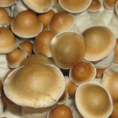 PES Hawaiian Magic Mushrooms