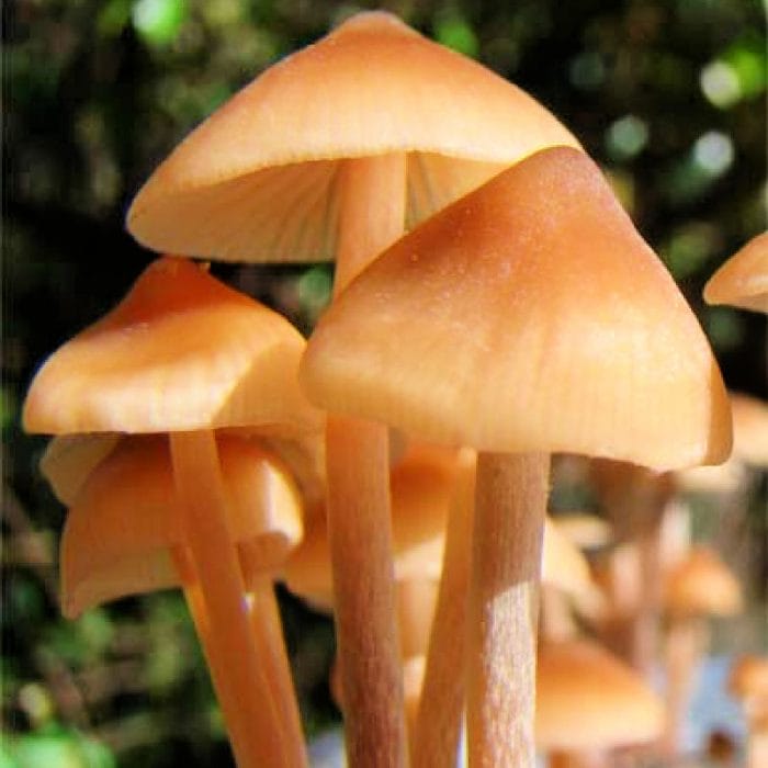 psilocybe-mexicana-jalisco-mushroom-spores