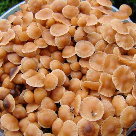 mexicana-jalisco-mushrooms
