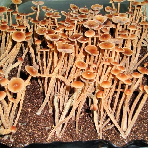 psilocybe-galindois-mushroom-spores
