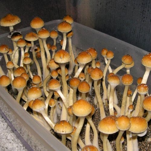treasure-coast-mushrooms