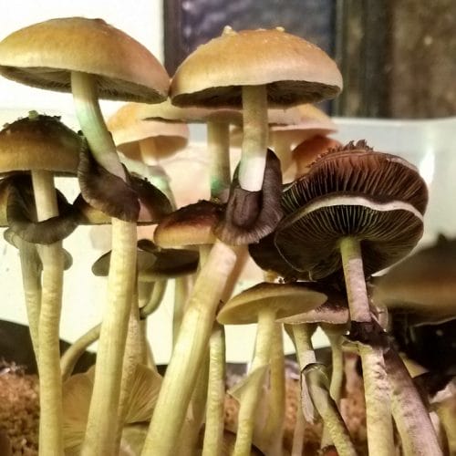 xico-cubensis-mushroom-spores