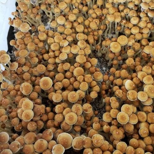 menace-mushroom-spores